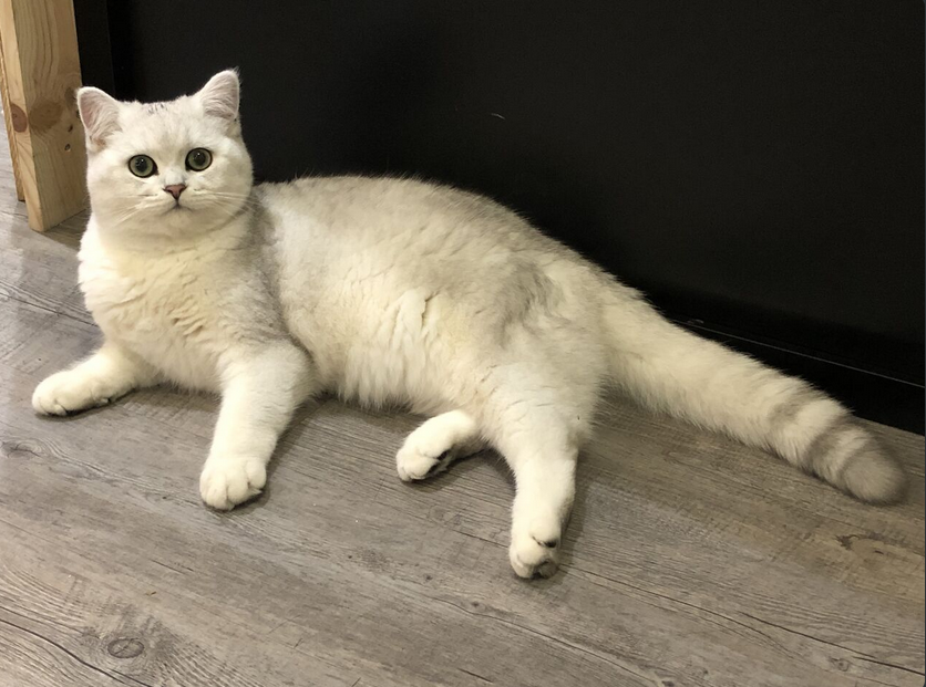 L’Improviste et Ô P’tits Chats Gaillards : un partenariat autour du partage et de la convivialité
L’Improviste, votre nouveau café-théâtre à Brive-la-Gaillarde, s’associe à Ô P’tits Chats Gaillards, le bar à chats incontournable de la ville. Ce lieu unique, situé 26Bis Rue Gambetta, propose une expérience de ronronthérapie, idéale pour se détendre, savourer un repas fait maison ou même travailler dans une ambiance apaisante.
À L’Improviste, nous partageons les mêmes valeurs de convivialité et de bien-être. Hélène, la fondatrice d’Ô P’tits Chats Gaillards, a été séduite par notre projet et c’est tout naturellement que ce partenariat est né. Ensemble, nous contribuons à dynamiser Brive avec des espaces dédiés à la culture, au partage et à la détente.
Découvrez L’Improviste et Ô P’tits Chats Gaillards, deux lieux uniques où bien-être et plaisir se rencontrent !